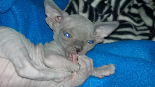 Blue Sphynx - female